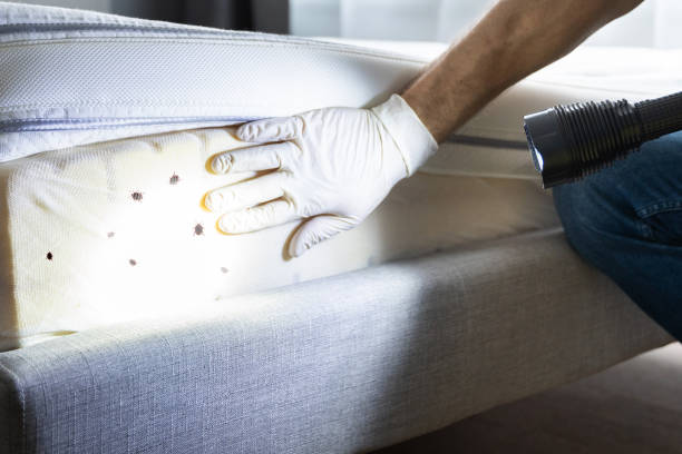 Best Local Pest Control Services  in Allouez, WI