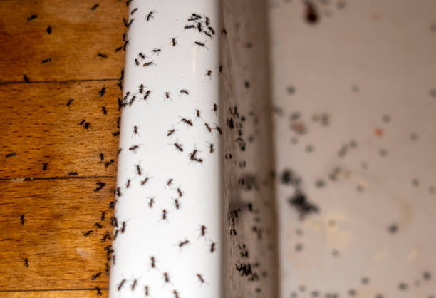 Best Termite Control Services  in Allouez, WI