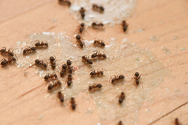 Best Pest Control Near Me  in Allouez, WI