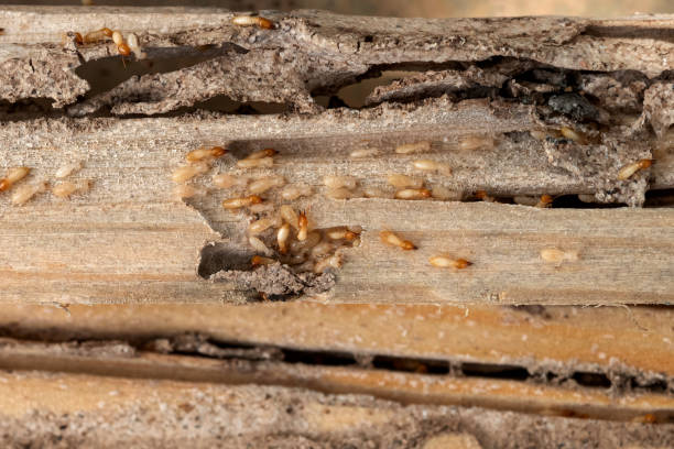 Best Cockroach Control Services  in Allouez, WI
